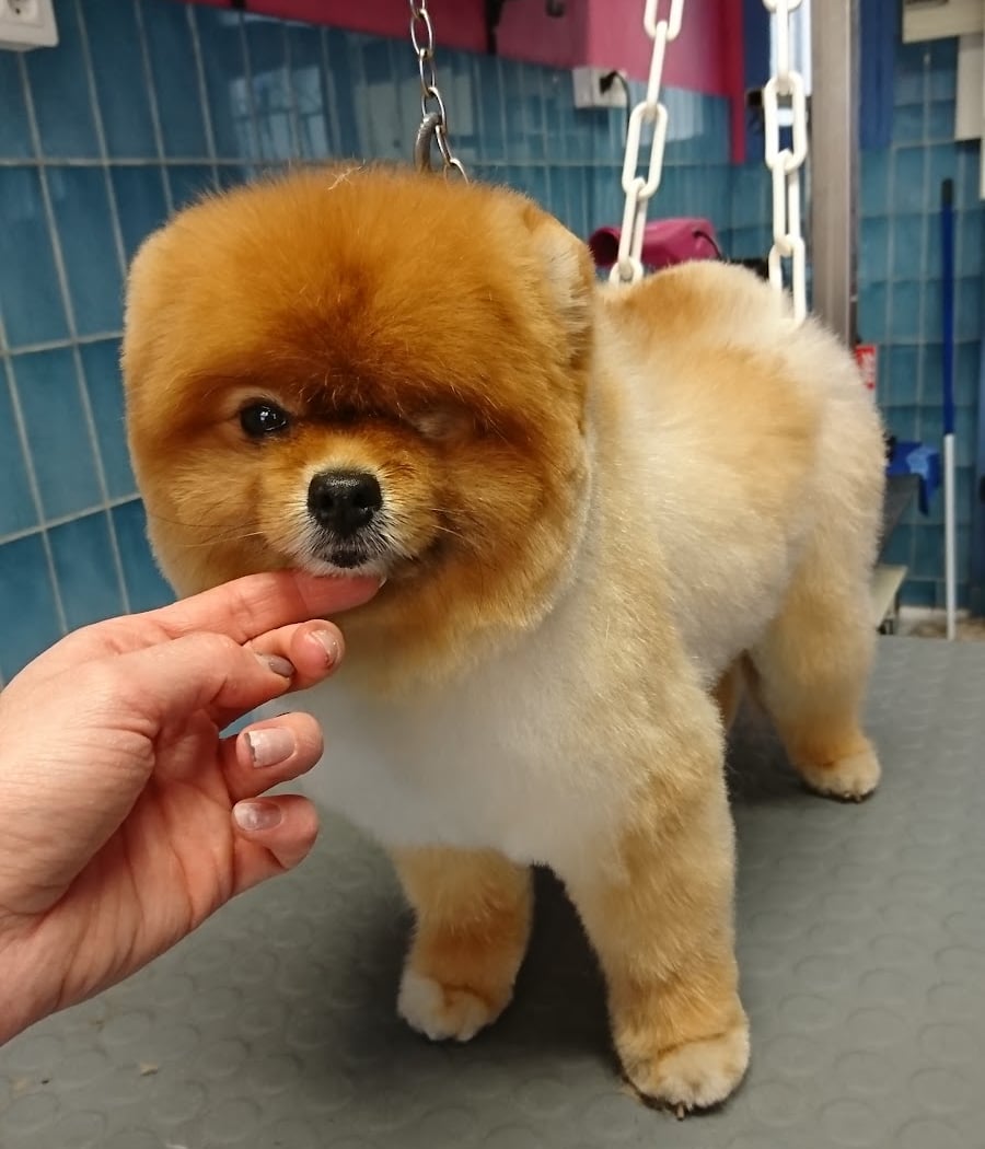 Best Of Dog 1